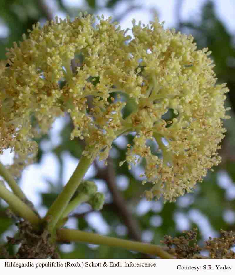Hildegardia populifolia (Roxb.) Schott & Endl. Inforescence